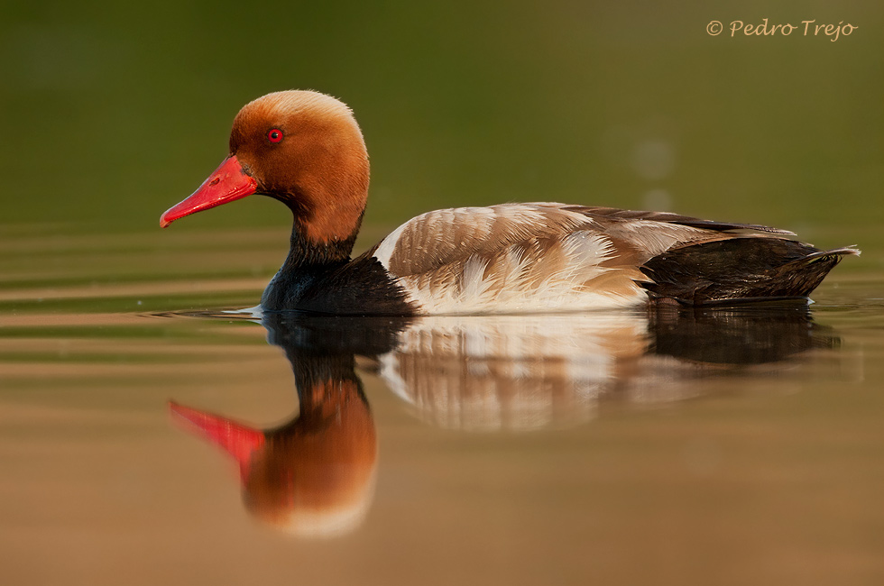 Pato colorado (Netta rufina)